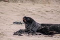 Sea lions on the beach at Otago Peninsula, South Island, New Zealand Royalty Free Stock Photo