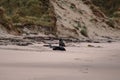 Sea lions on the beach at Otago Peninsula, South Island, New Zealand Royalty Free Stock Photo
