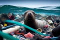 sea lions on the beach pollution toxic dirty