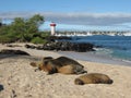 Sea lions on beach San Cristobal, Galapagos Island Royalty Free Stock Photo