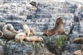 Sea lions in Beagle channel, Ushuaia, Tierra del Fuego