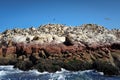 Sea lions and birds on Paracas island, Peru