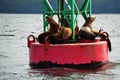 Sea Lions on a Buoy Royalty Free Stock Photo