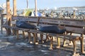 Sea Lions on a Bus Stop Bench