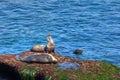 Sea Lions in the California Coast of La Jolla