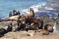 Sea Lions at Cape Arago Cliffs State Park, Coos Bay, Oregon,USA Royalty Free Stock Photo