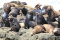 Sea Lions at Cape Arago Cliffs State Park, Coos Bay, Oregon,USA Royalty Free Stock Photo