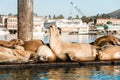 A floating dock with sea lions and silhouette of Morro Bay city on background, beautiful California Royalty Free Stock Photo