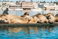 Sea lions close up.  Seal colony at Morro Bay, California Royalty Free Stock Photo