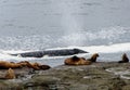 Sea lions on a coastal rock together with a blowing whale in the Pacific-Rim-Nationalpark, Vancouver Island, North-America,