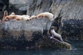 Sea lions on coastal rocks