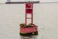 Sea Lions Cuddle on a Buoy in the Long Beach Harbor