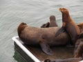 Sea Lions On Dock And In Water Moss Landing California Royalty Free Stock Photo