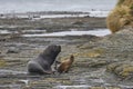 Sea lions in the Falkland Islands Royalty Free Stock Photo