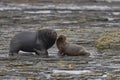 Sea lions in the Falkland Islands Royalty Free Stock Photo