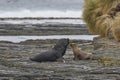 Sea lions in the Falkland Islands Royalty Free Stock Photo