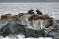 Sea lions standing on a rock Royalty Free Stock Photo