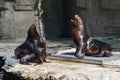 Sea lions family rest on rocks Royalty Free Stock Photo