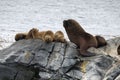 Sea lions family Royalty Free Stock Photo