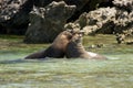 Sea lions fighting Royalty Free Stock Photo