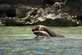 Sea lions fighting Royalty Free Stock Photo