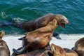 Sea lions fighting Royalty Free Stock Photo