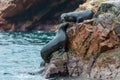 Sea lions fighting for a rock in the peruvian coast at Ballestas islands Peru Royalty Free Stock Photo