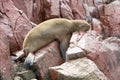 Sea lions fighting for a rock in the peruvian coast at Ballestas islands Peru Royalty Free Stock Photo