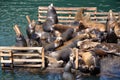 Sea Lions at Fishermans Wharf at the Paciific, Monterey, California