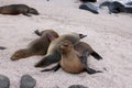 Sea Lions,Galapagos. Royalty Free Stock Photo