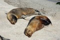Sea Lions, Galapagos. Royalty Free Stock Photo