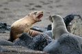 Sea Lions, Galapagos Royalty Free Stock Photo