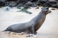 Sea lions, Galapagos Islands Royalty Free Stock Photo