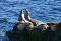 Sea lions group lying on the rock up close