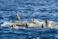 Sea lions swiiming in pacific ocean