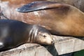 Sea Lions hauled out on wood platform Royalty Free Stock Photo