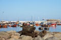 Sea Lions in Iquique Harbour