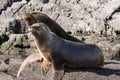 Sea lions on isla in beagle channel near Ushuaia Argentina Royalty Free Stock Photo