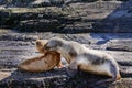 Sea lions on isla in beagle channel near Ushuaia Royalty Free Stock Photo