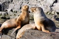 Sea lions on isla in beagle channel near Ushuaia Royalty Free Stock Photo