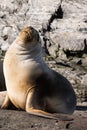 Sea lions on isla in beagle channel near Ushuaia Royalty Free Stock Photo