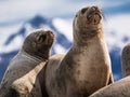 Sea lions on isla in beagle channel near Ushuaia Royalty Free Stock Photo