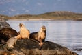 Sea lions on isla in beagle channel near Ushuaia Argentina Royalty Free Stock Photo