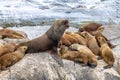 Sea Lions island - Beagle Channel, Ushuaia, Argentina Royalty Free Stock Photo