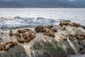 Sea Lions island - Beagle Channel, Ushuaia, Argentina Royalty Free Stock Photo