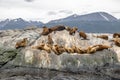 Sea Lions island - Beagle Channel, Ushuaia, Argentina Royalty Free Stock Photo