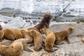 Sea Lions island - Beagle Channel, Ushuaia, Argentina Royalty Free Stock Photo