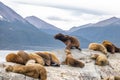 Sea Lions island - Beagle Channel, Ushuaia, Argentina Royalty Free Stock Photo