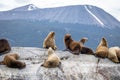 Sea Lions island - Beagle Channel, Ushuaia, Argentina Royalty Free Stock Photo