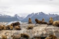 Sea Lions island - Beagle Channel, Ushuaia, Argentina Royalty Free Stock Photo